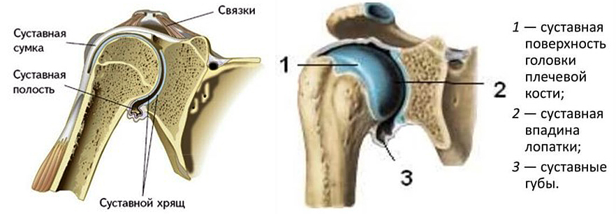 Stroenie plechevogo sustava
